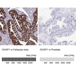 OVGP1 Antibody, Novus Biologicals 0.1mL; Unlabeled:Antibodies, Polyclonal
